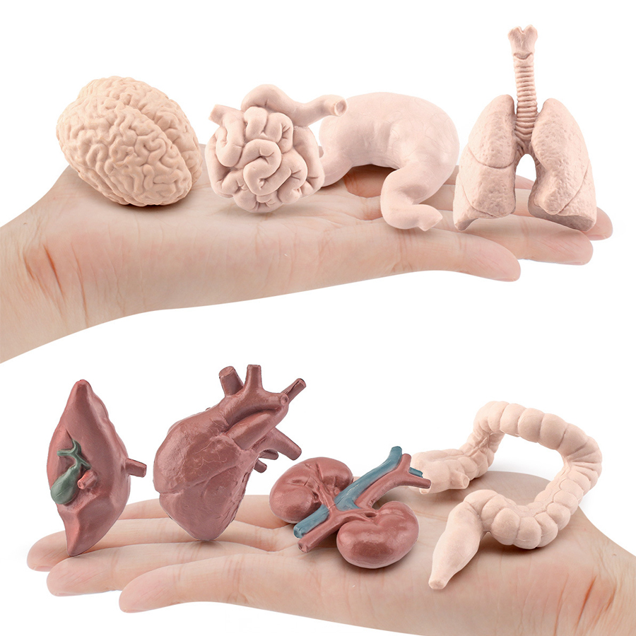 Realistic Human Organs Ancient - огляд і ціна Kids Education System